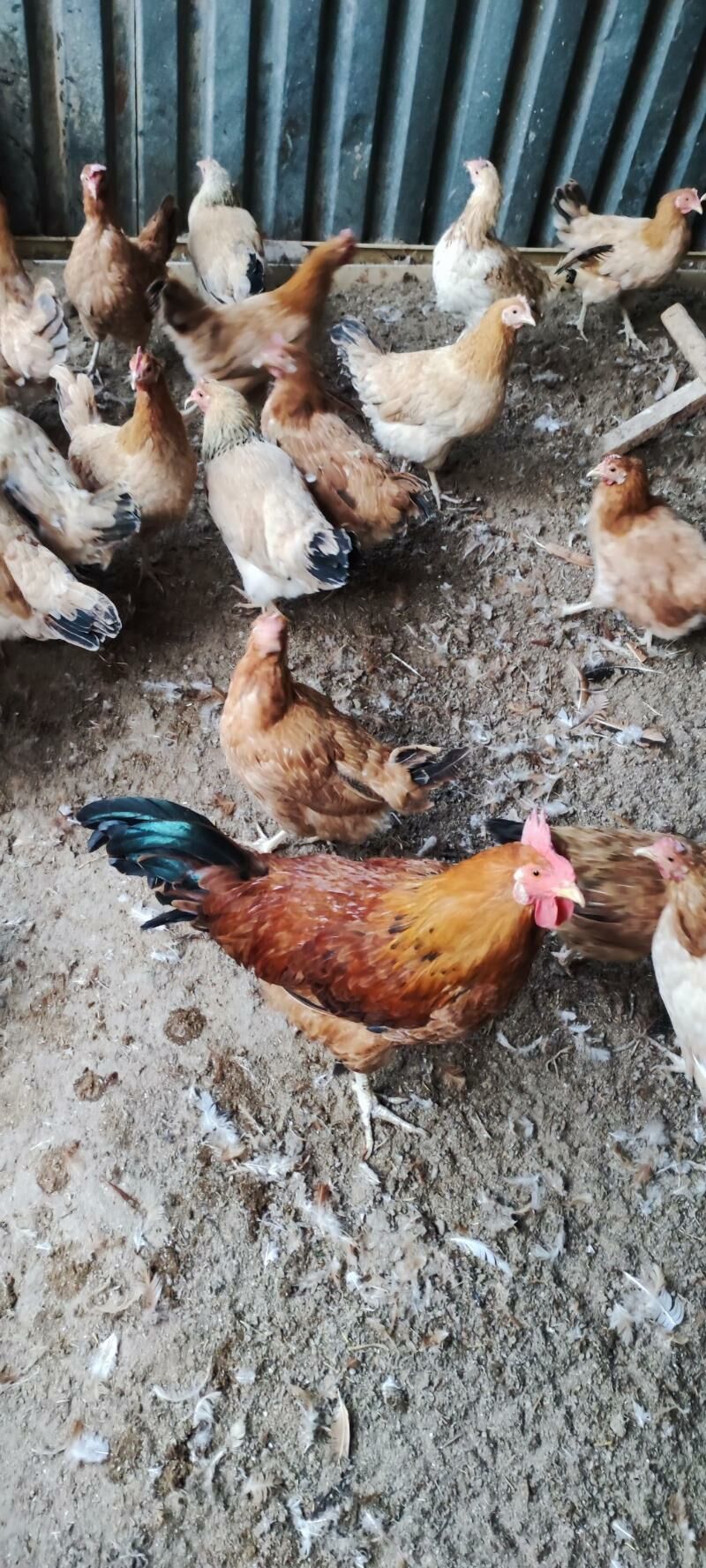 HORAZ TOWUK - Ашхабад - img 2