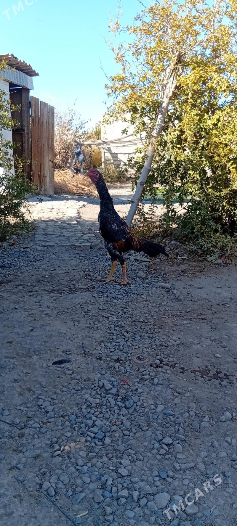 Bayes juyje - Байрамали - img 2