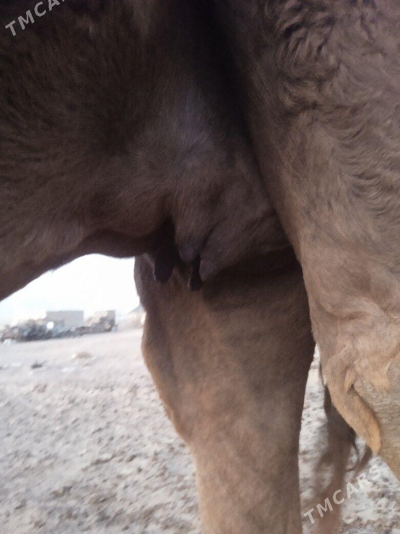 Torymly Düýe - Balkanabat - img 2