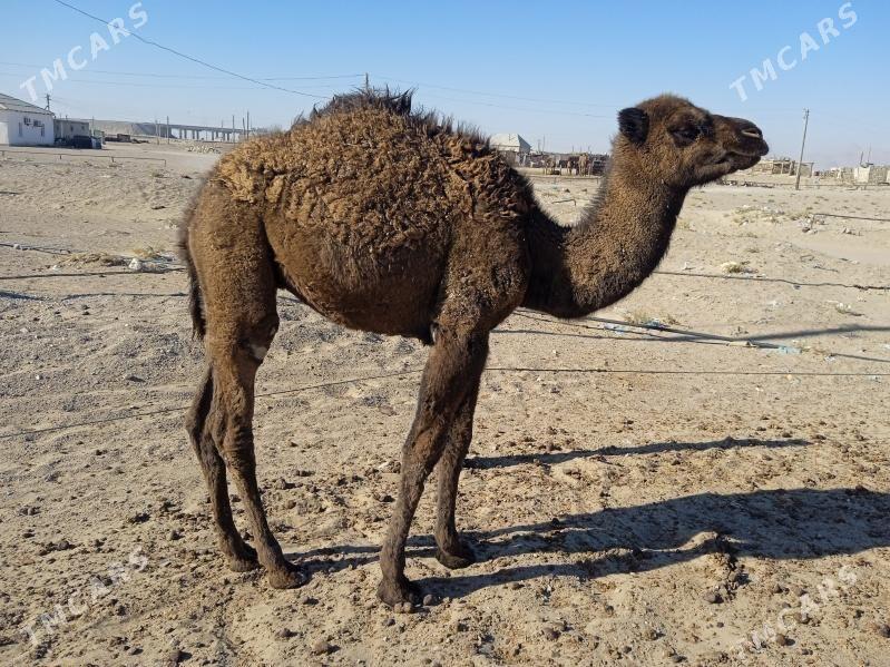 Torymly Düýe - Balkanabat - img 3