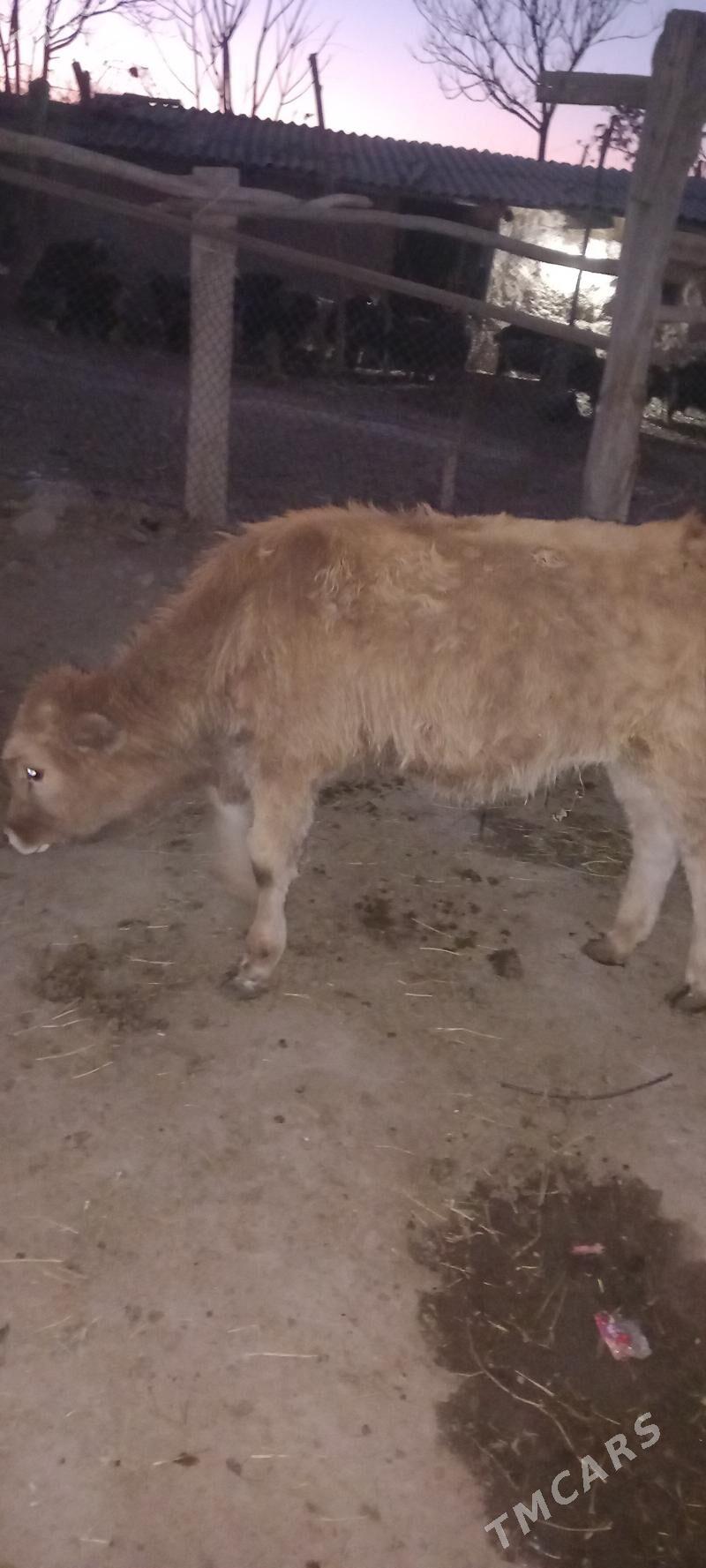 okuz - Бахарден - img 2