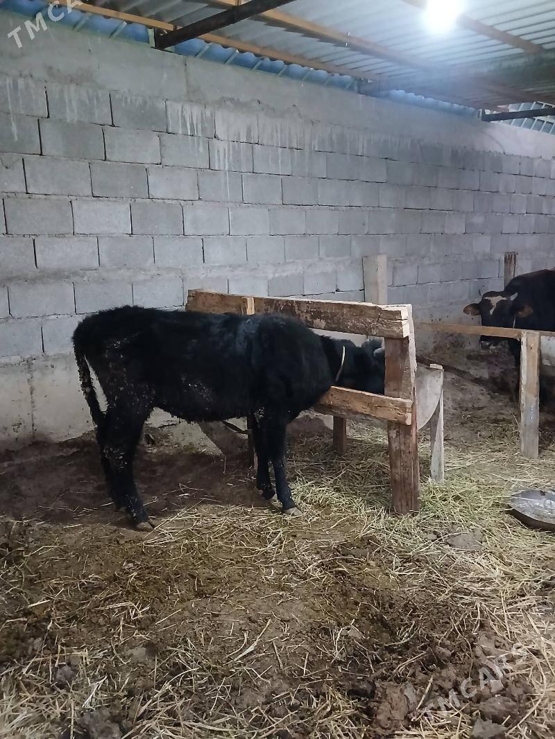 Tuwe - Гёкдепе - img 2