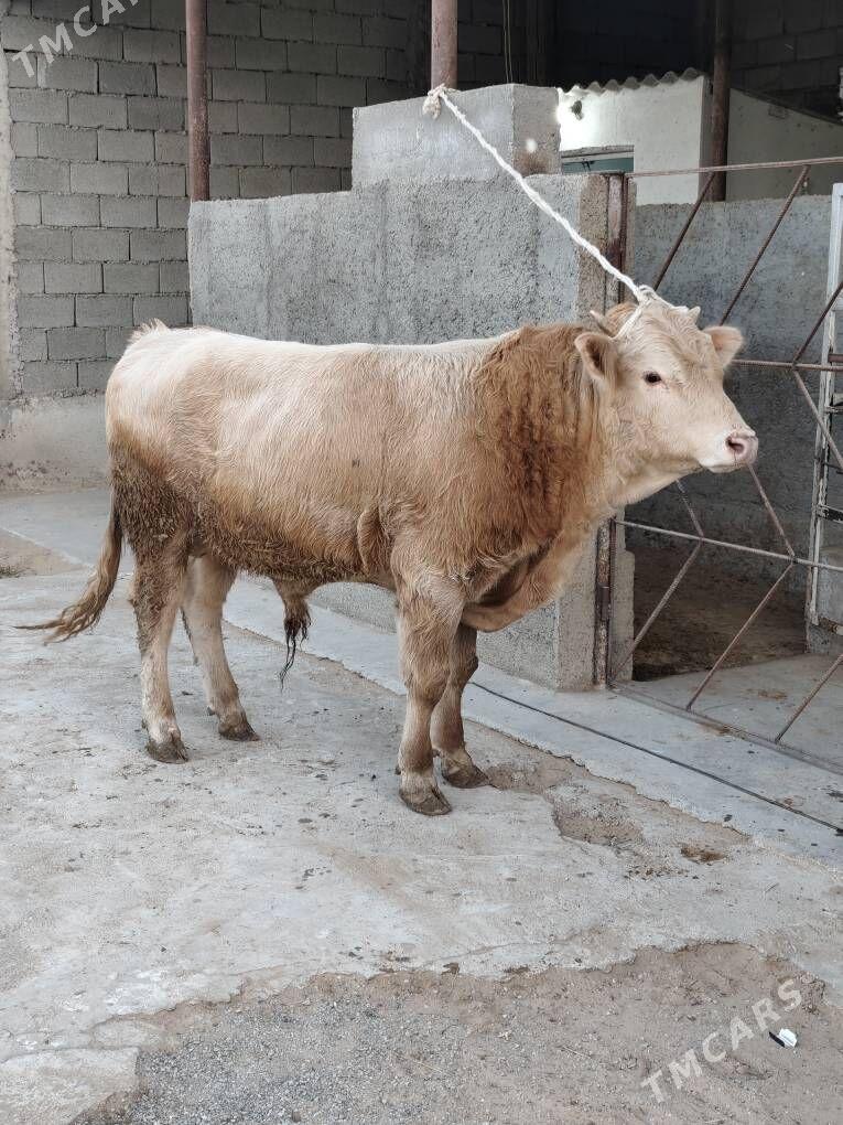 OKZ ŞORLE - Анев - img 3