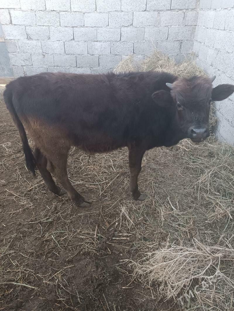 ökuz göle - Балканабат - img 2