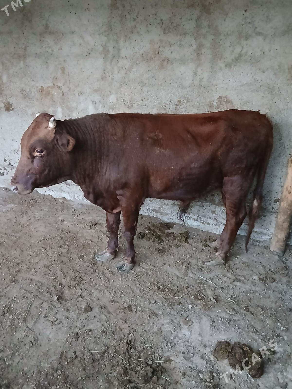 Bakylan özük - Кипджак - img 9