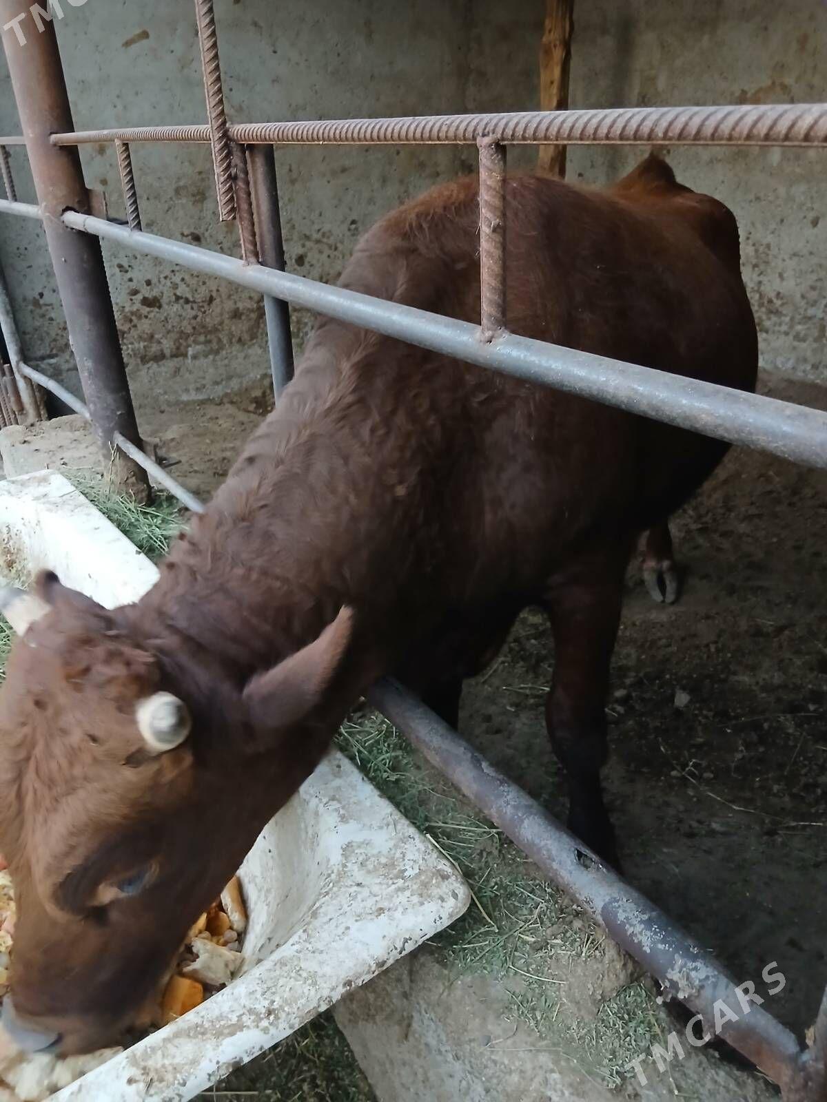 Bakylan özük - Кипджак - img 3