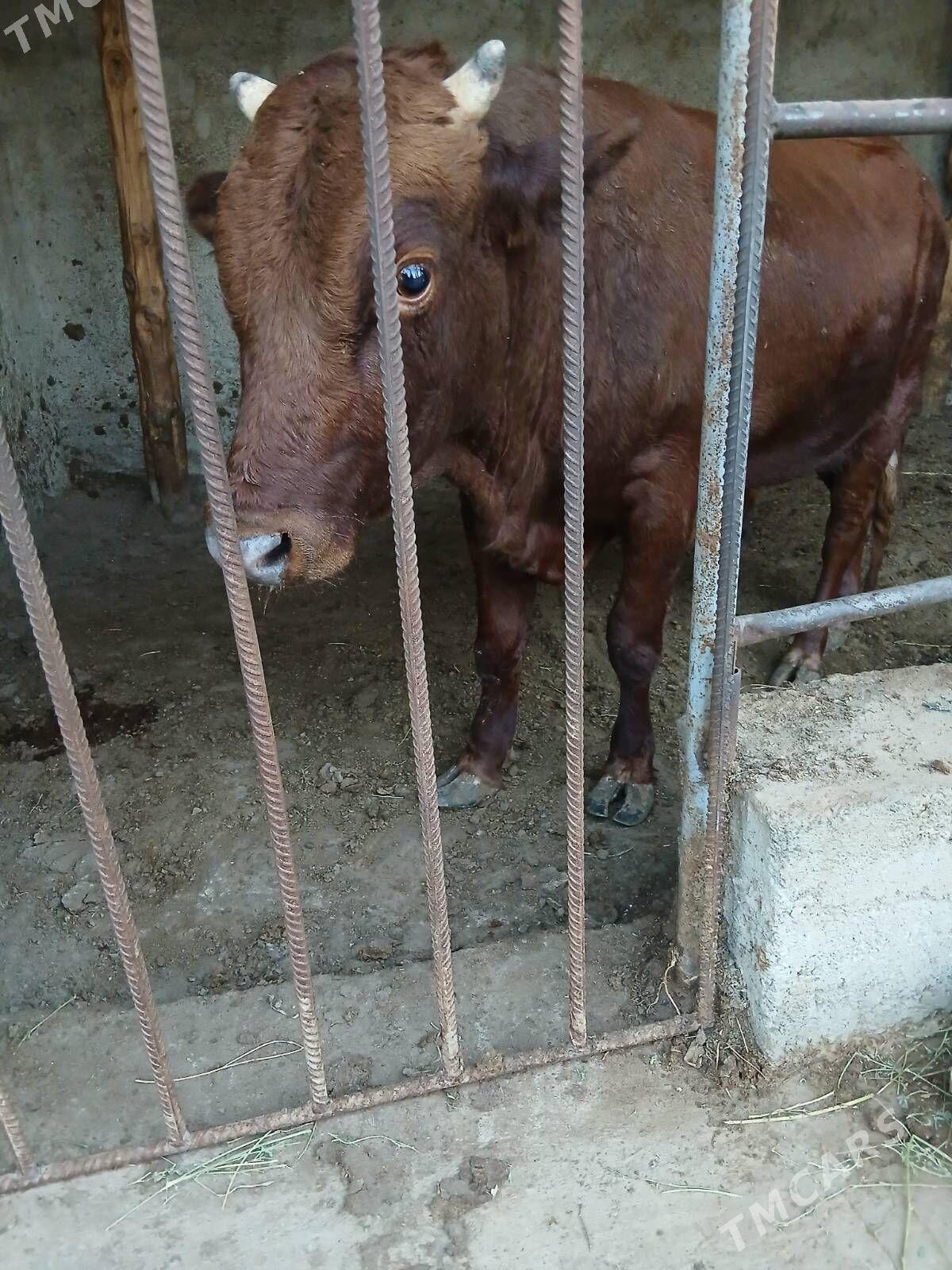 Bakylan özük - Кипджак - img 2