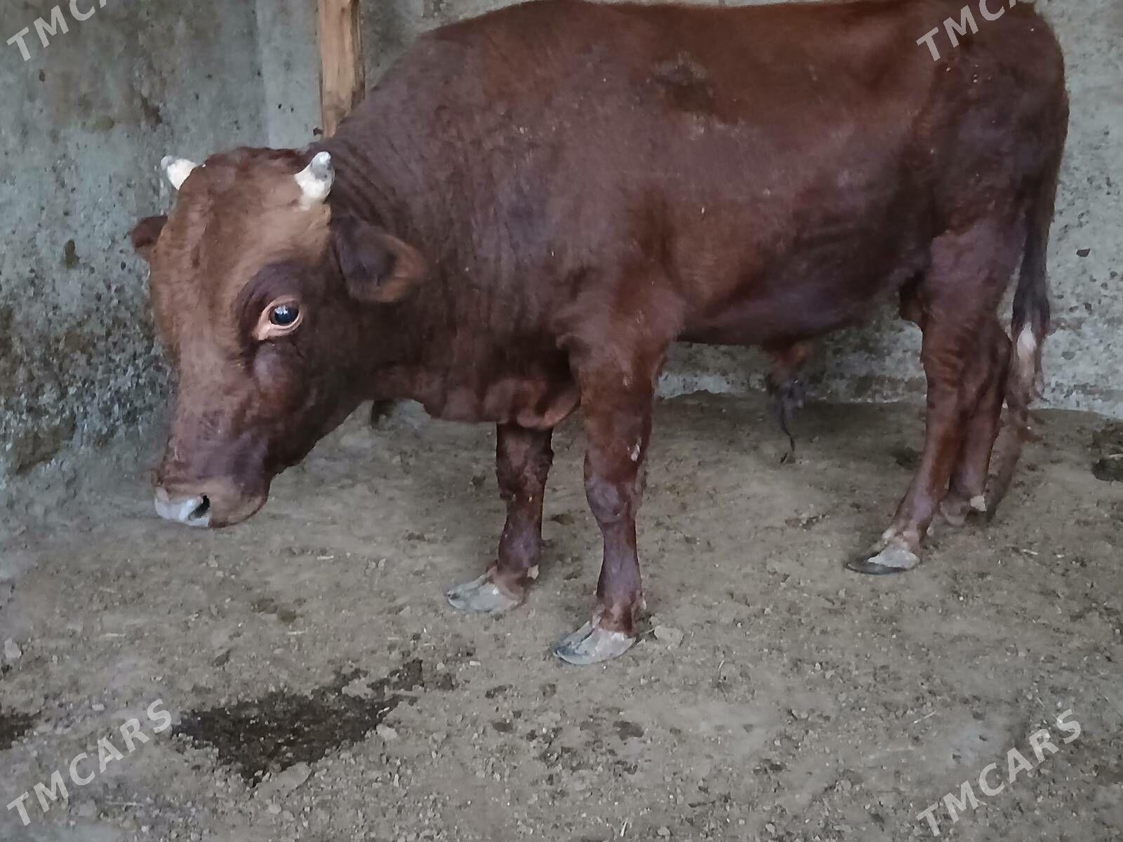 Bakylan özük - Кипджак - img 5