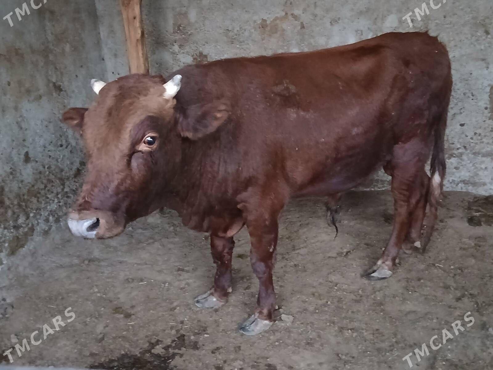 Bakylan özük - Кипджак - img 6