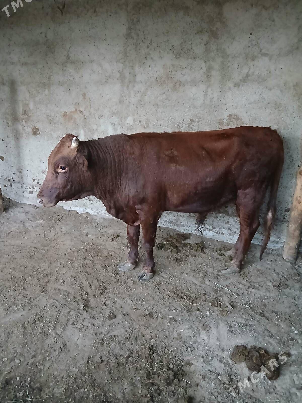 Bakylan özük - Кипджак - img 8