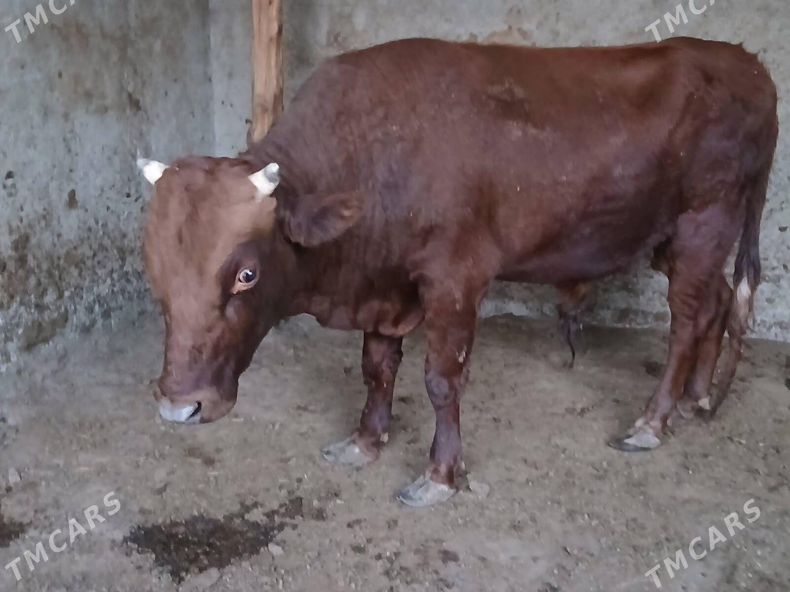 Bakylan özük - Кипджак - img 4