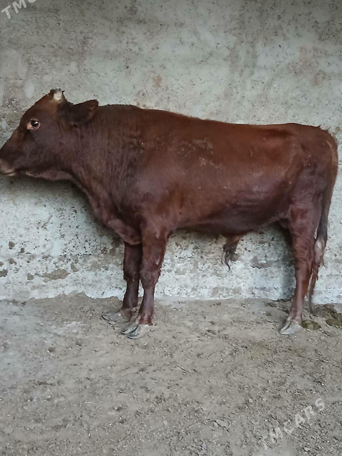 Bakylan özük - Кипджак - img 7