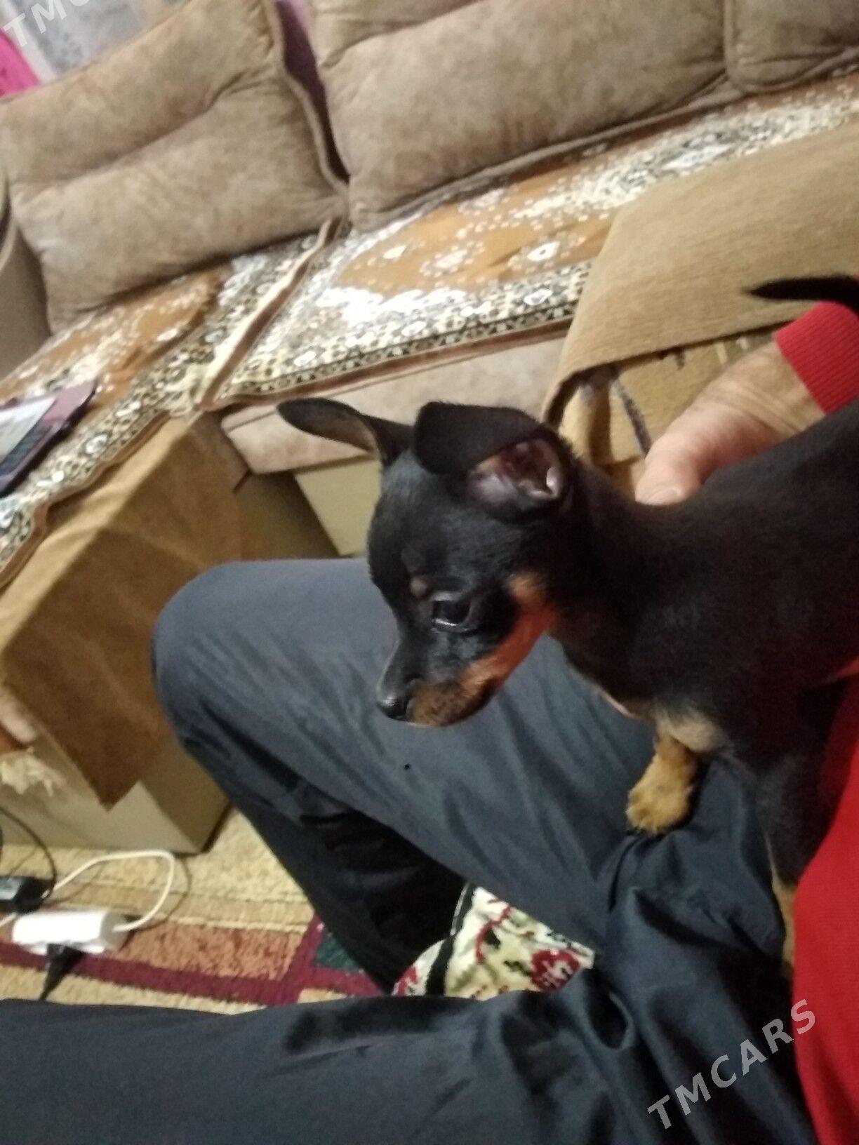 Пражский крысавик - 2 мкр - img 2