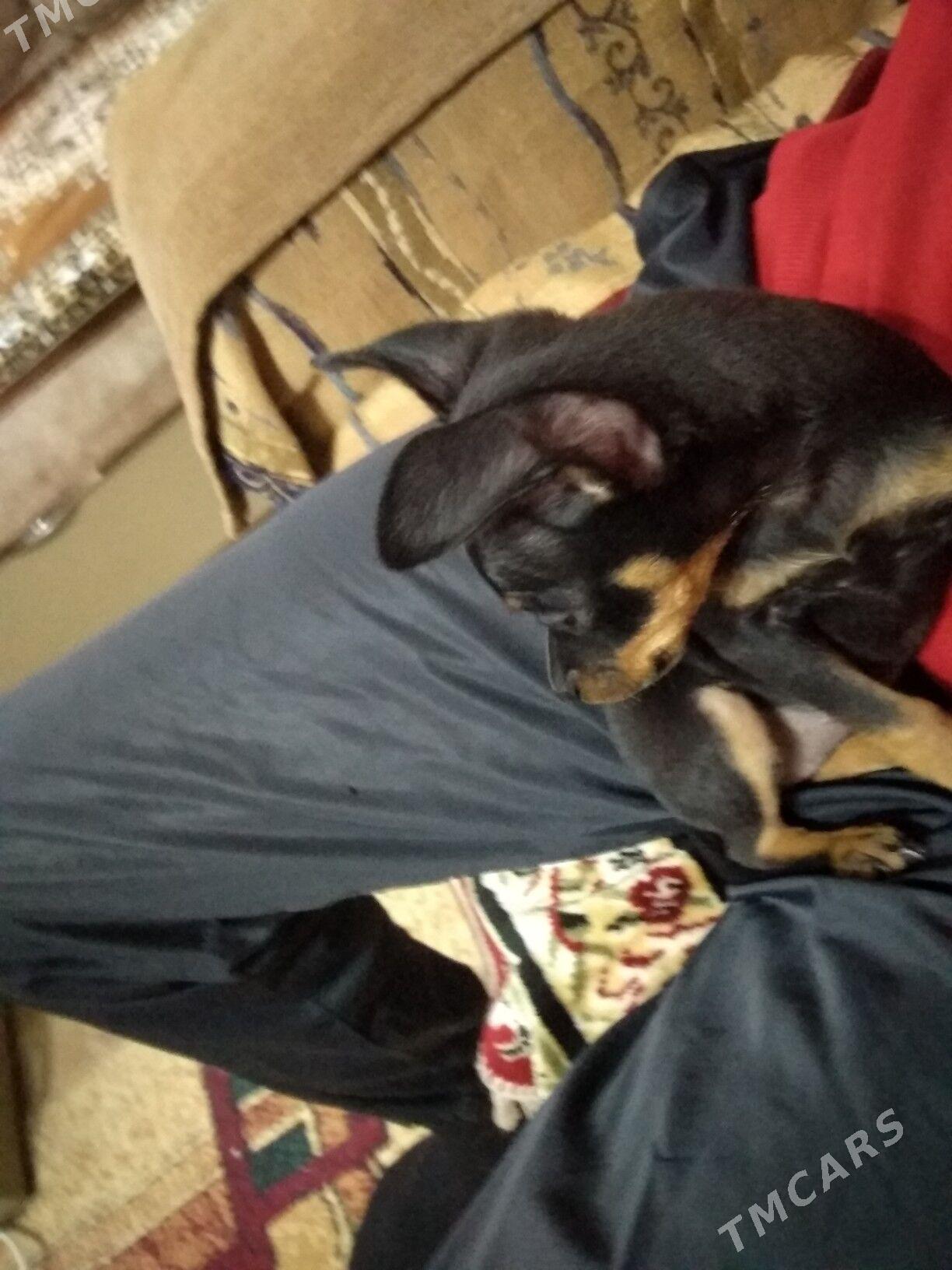 Пражский крысавик - 2 мкр - img 4