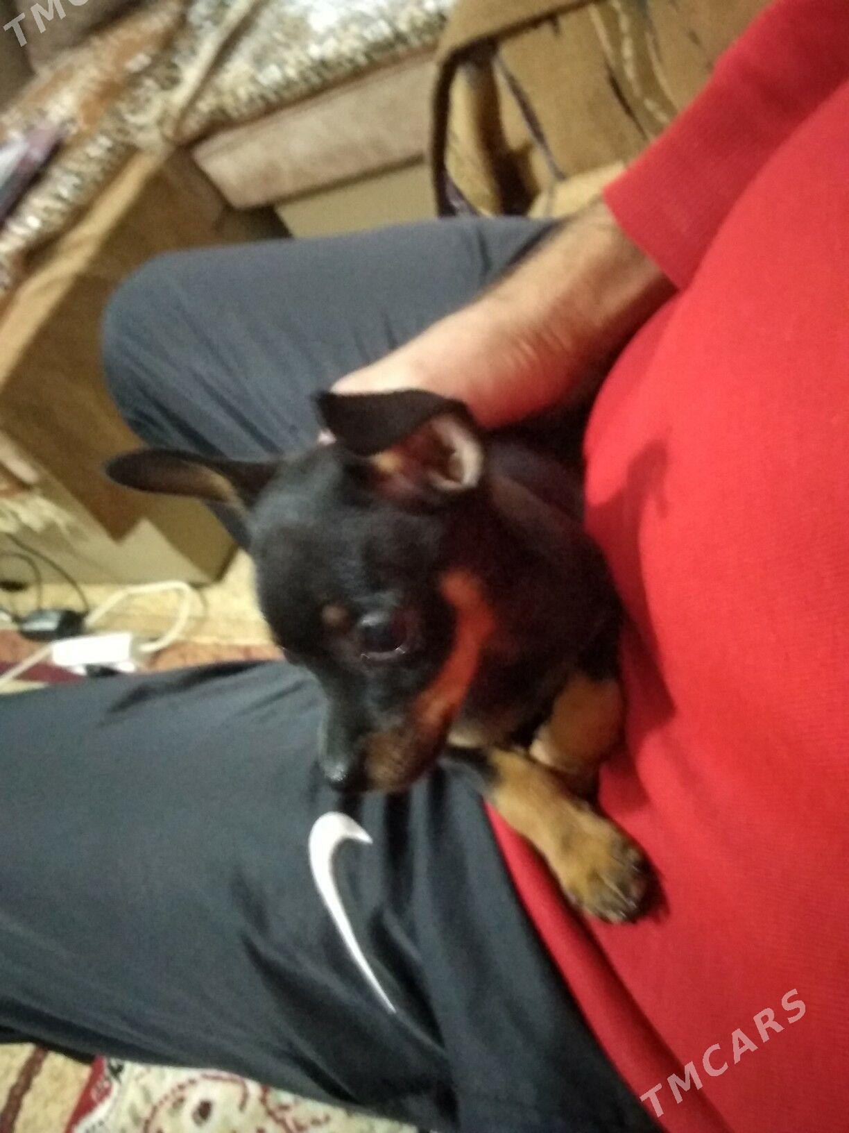 Пражский крысавик - 2 мкр - img 3