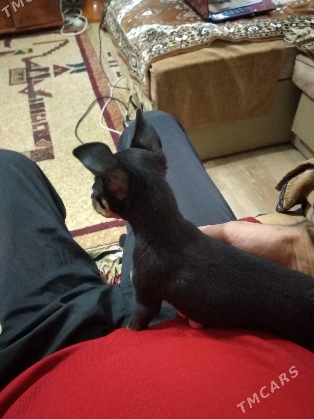 Пражский крысавик - 2 мкр - img 5