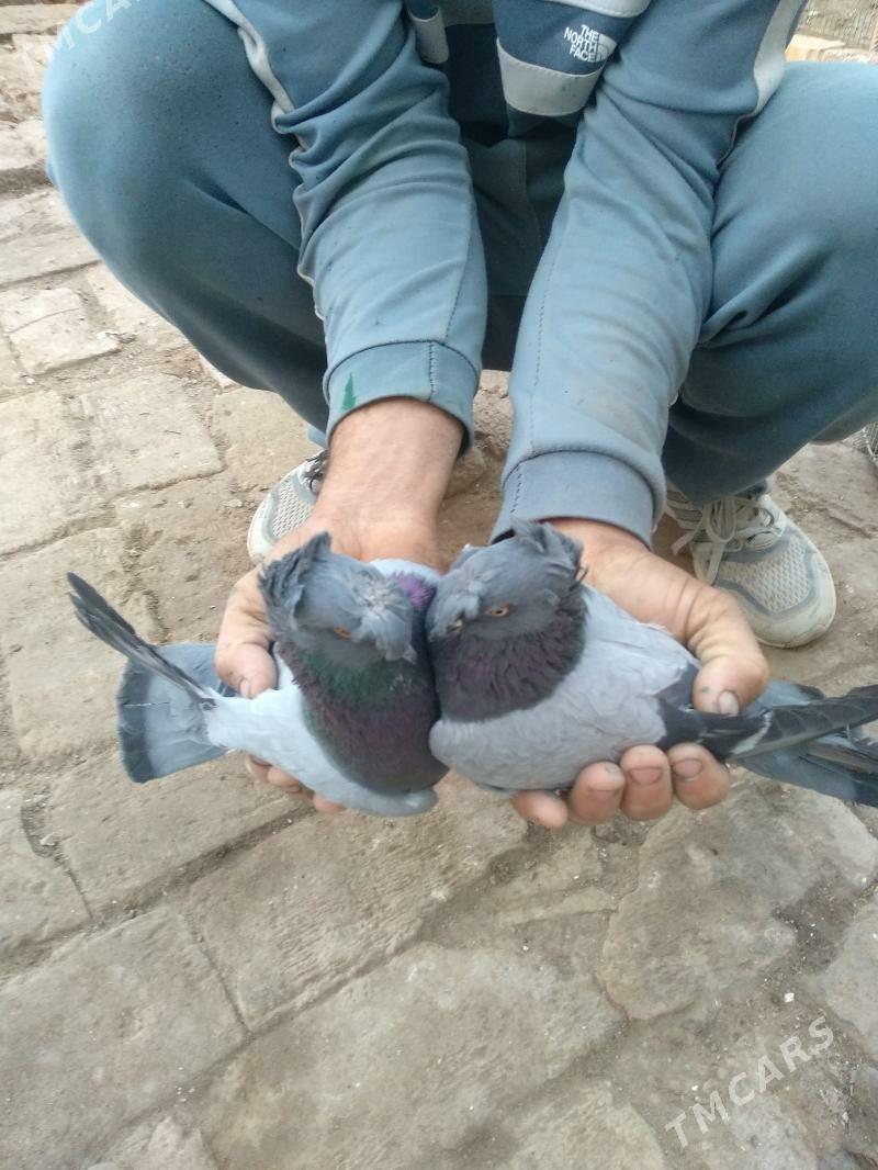 kepter - Туркменабат - img 3