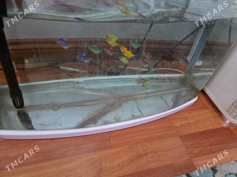 akwarium zawodskoy - ул. Подвойского (Битарап Туркменистан шаёлы) - img 2