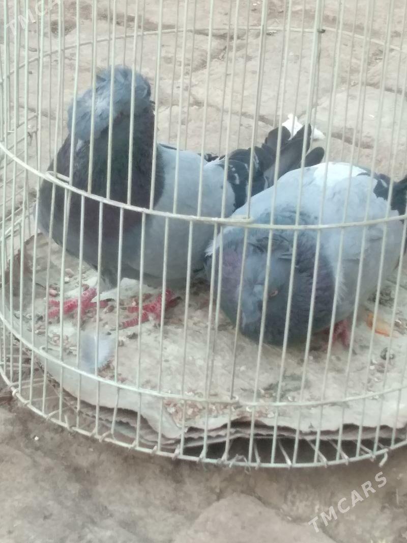 kepter - Туркменабат - img 2