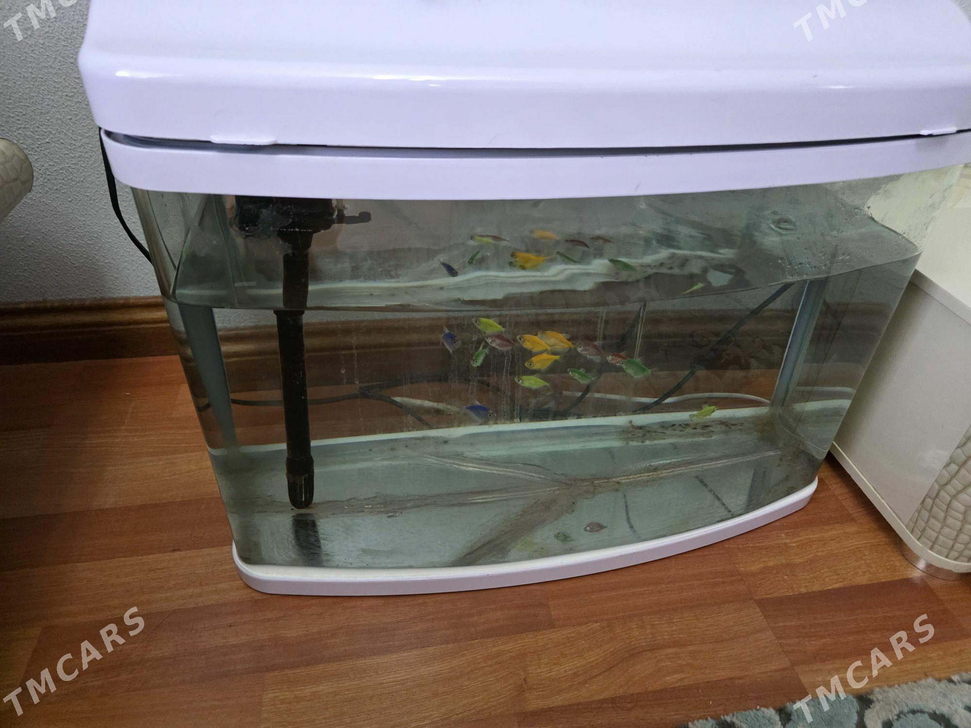 akwarium zawodskoy - ул. Подвойского (Битарап Туркменистан шаёлы) - img 3