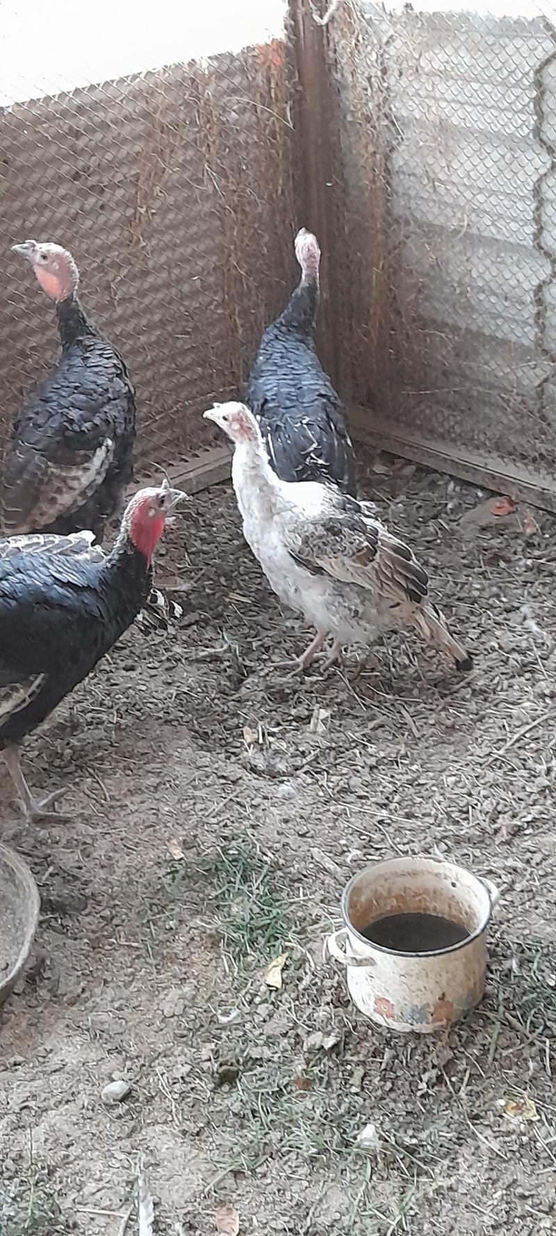 induklar isgitgada - Bäherden - img 2