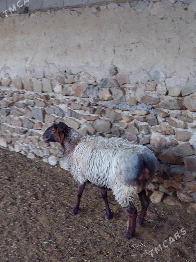 bakyly goyunlar işşekler - Бахарден - img 8