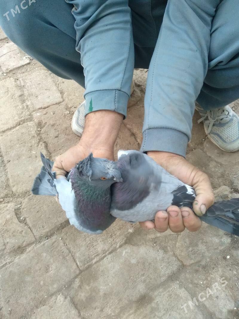 kepter - Туркменабат - img 4