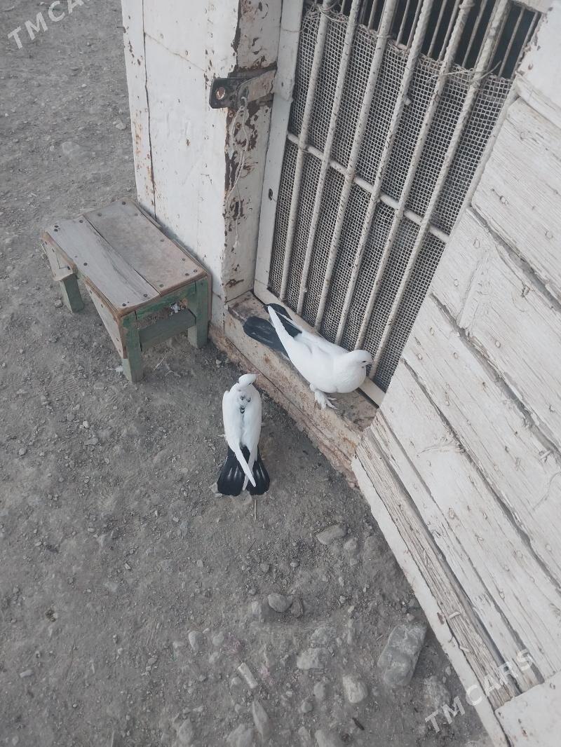 kepderi - Gyzylarbat - img 5