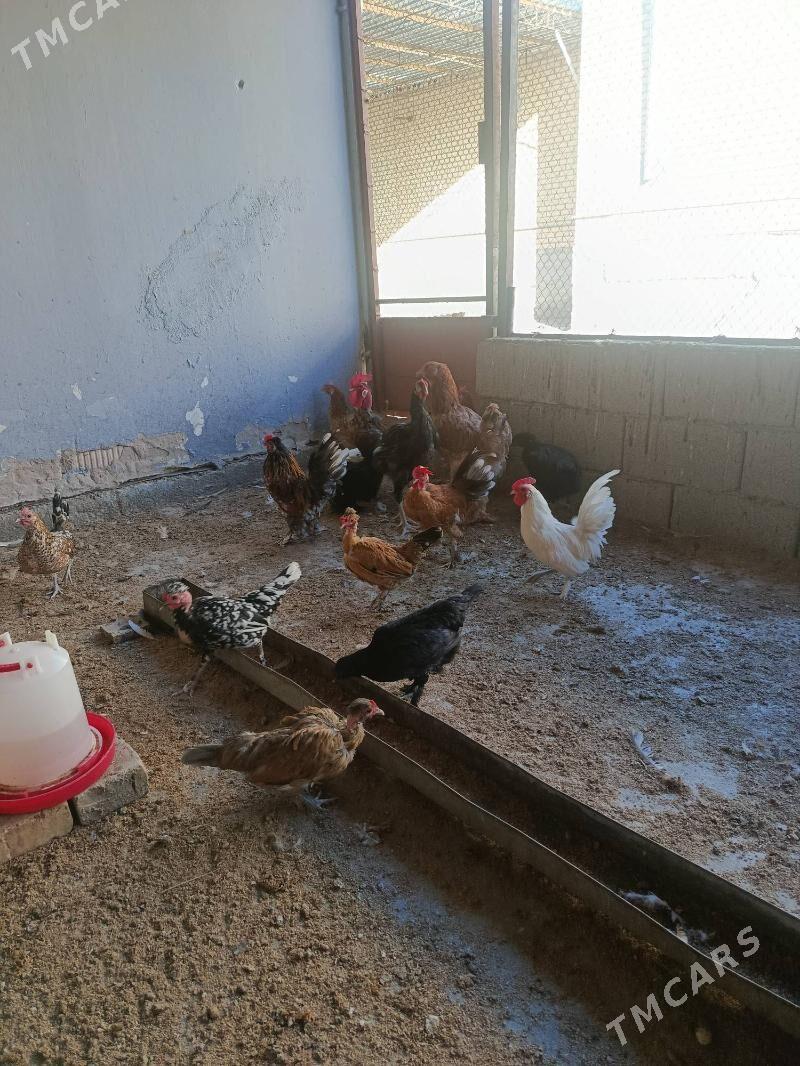 Karliklar - Änew - img 5