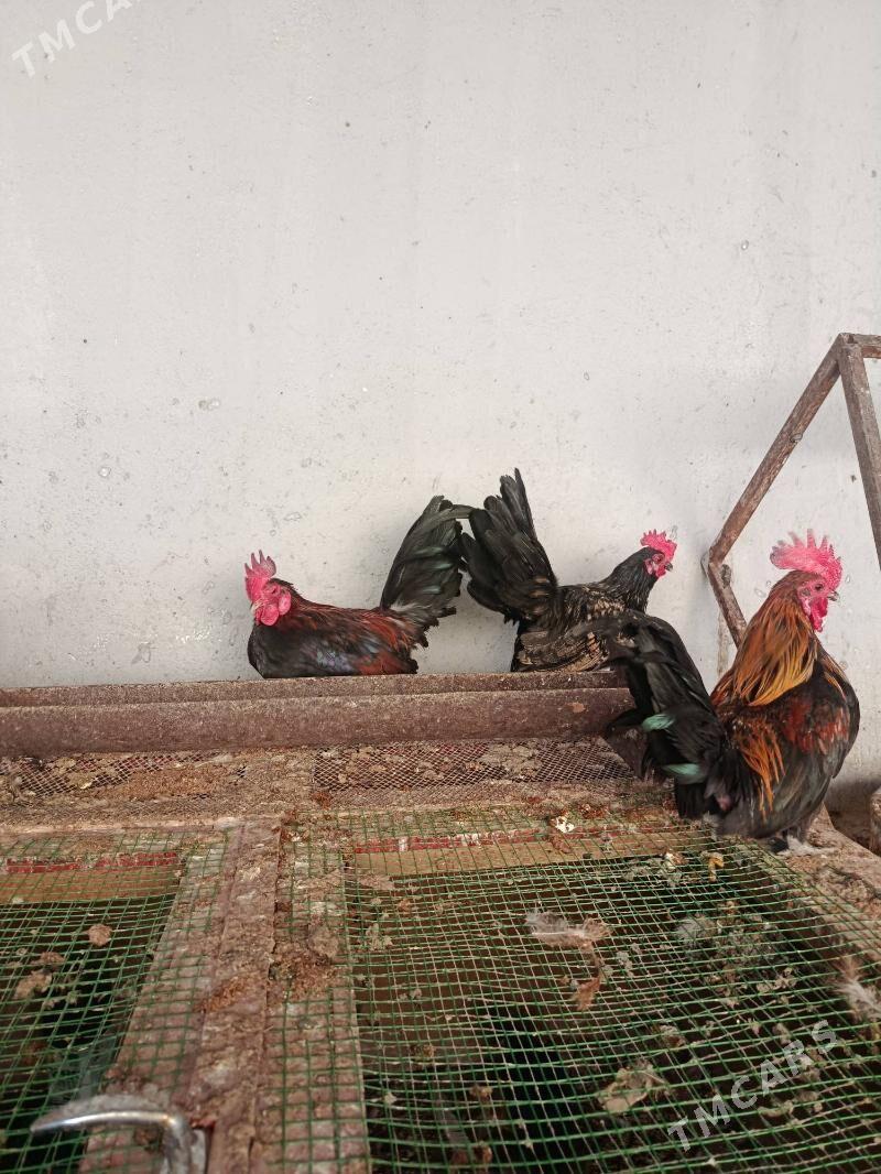 Karliklar - Änew - img 6