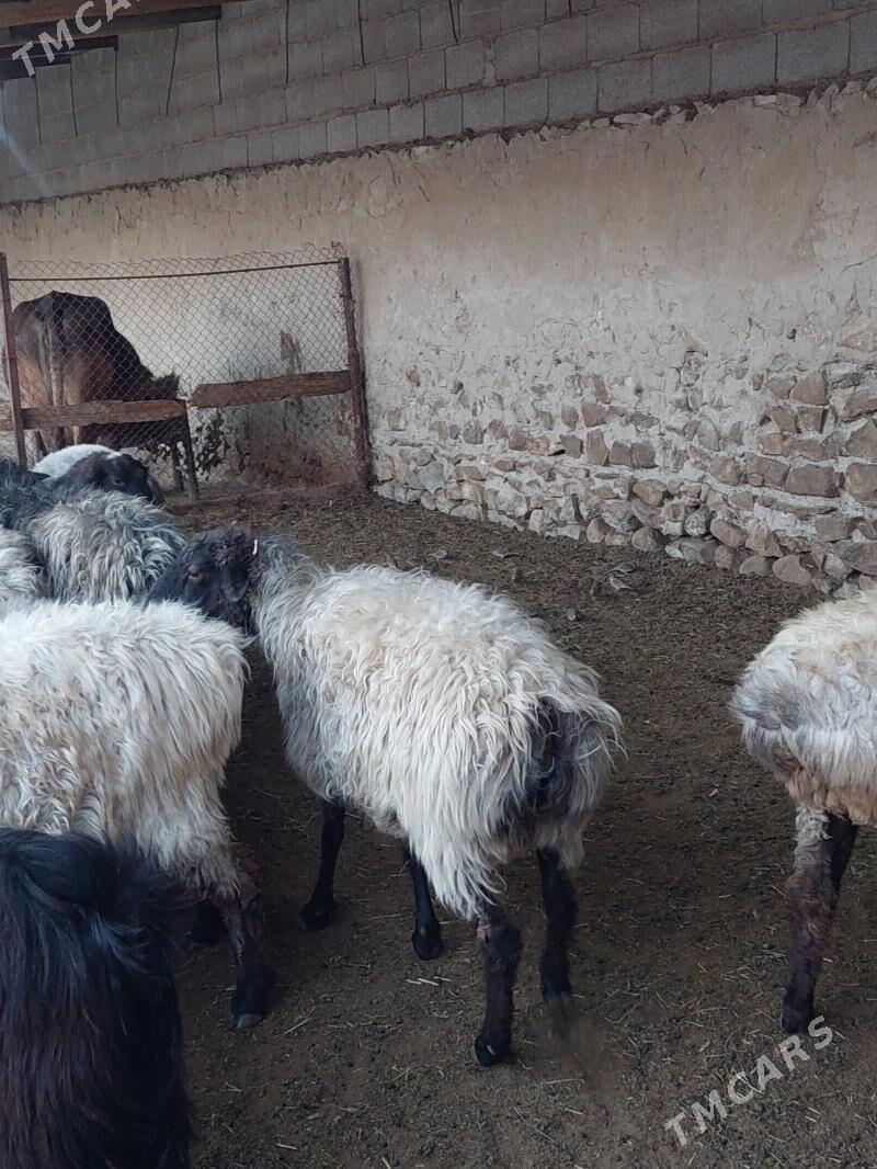 bakyly goyunlar işşekler - Бахарден - img 9