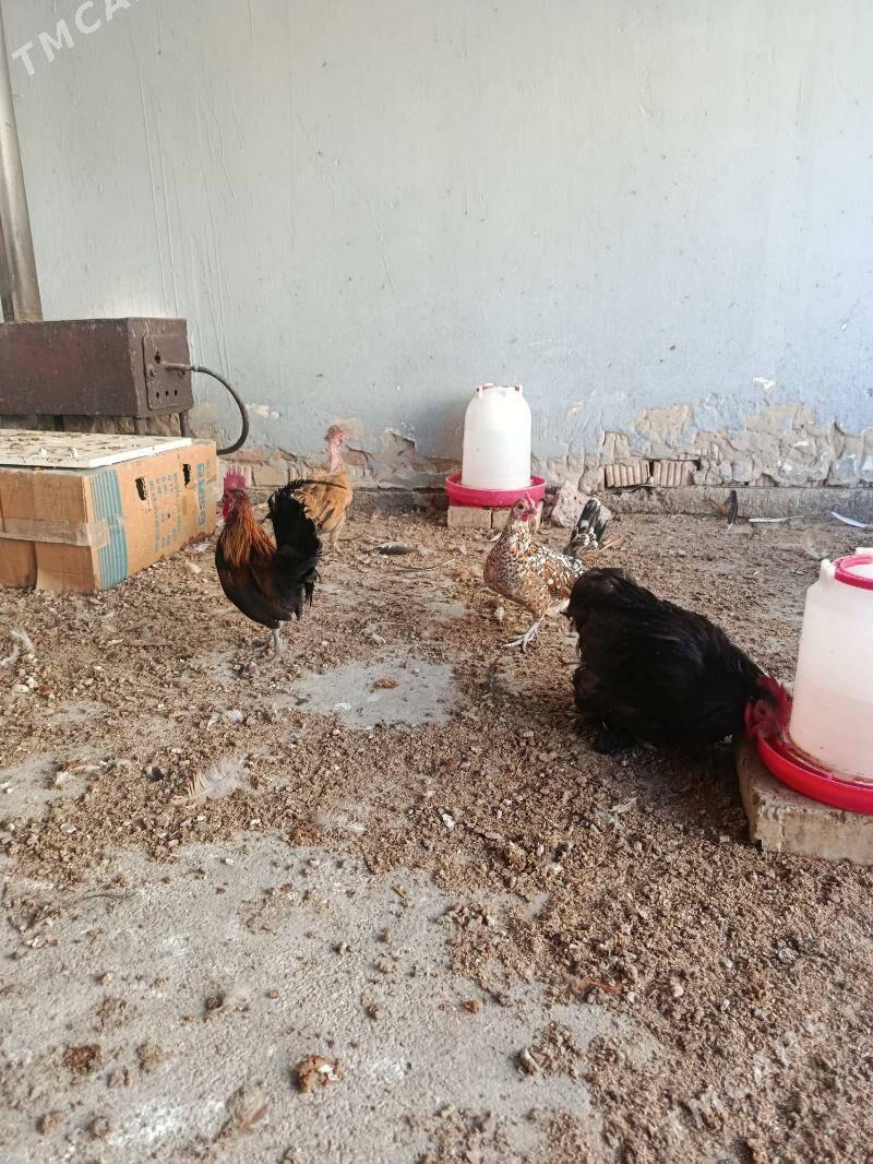 Karliklar - Änew - img 2