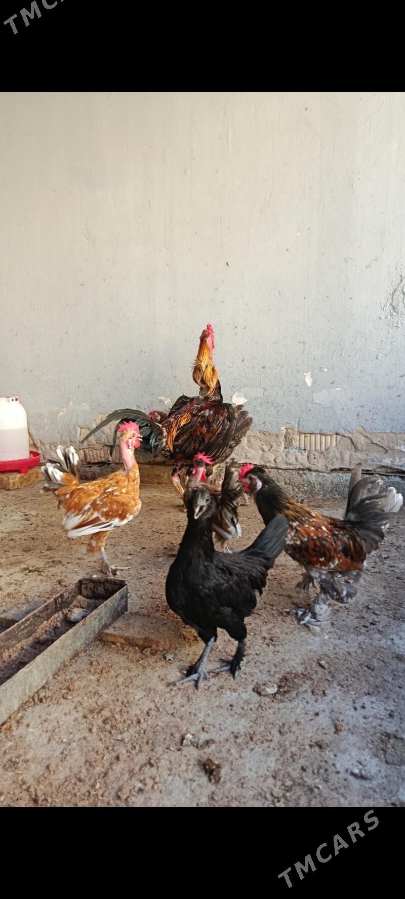 Karliklar - Änew - img 8