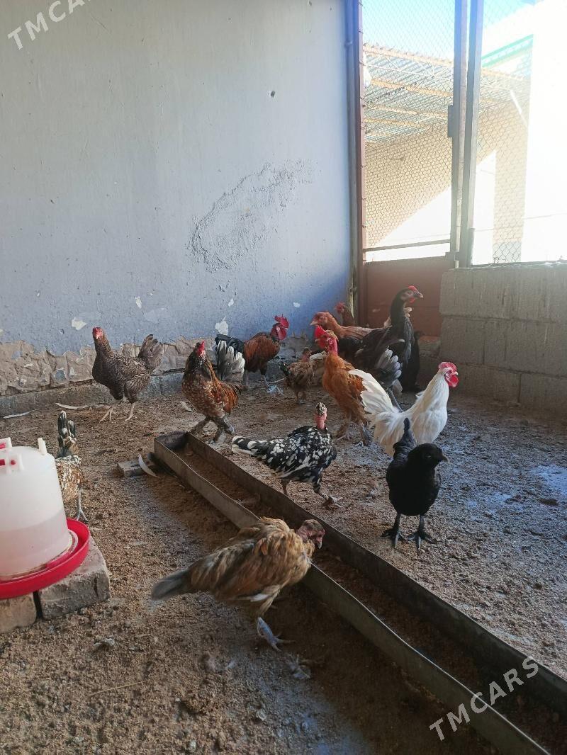 Karliklar - Änew - img 3