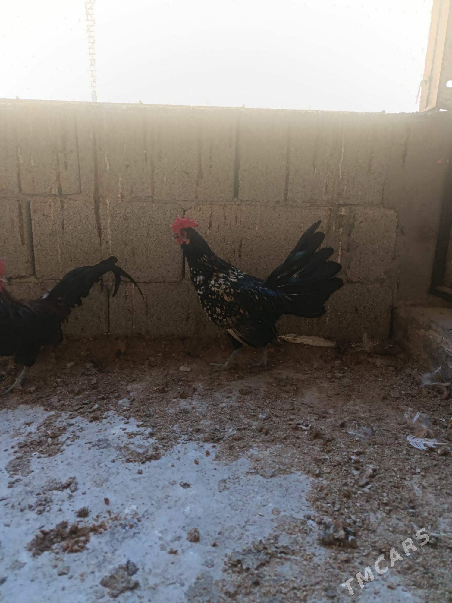 Karliklar - Änew - img 4