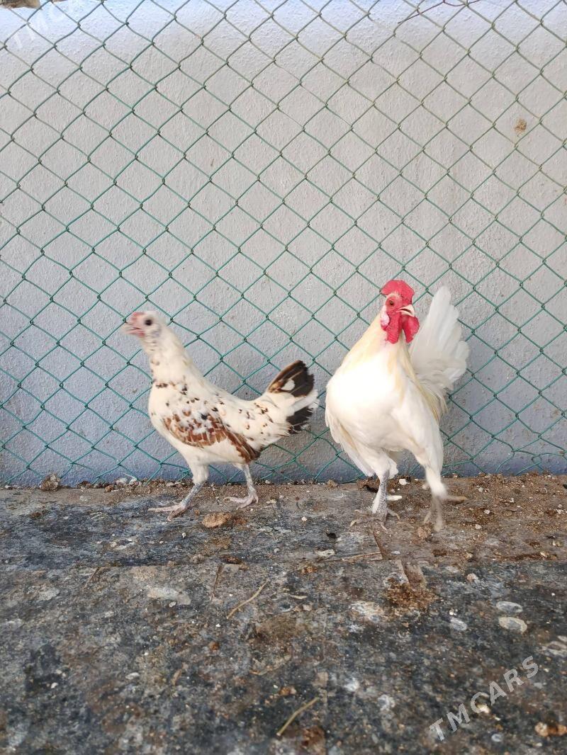 Karliklar - Änew - img 9