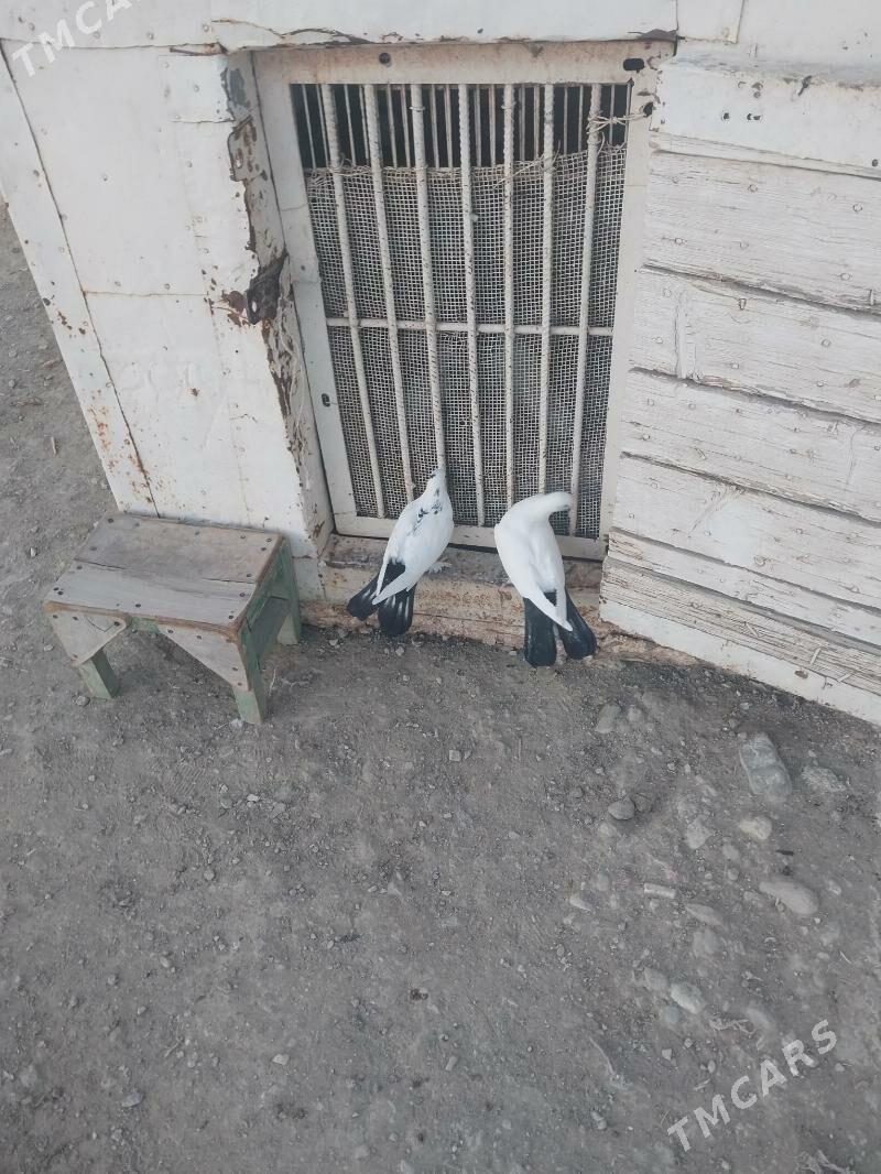 kepderi - Gyzylarbat - img 1