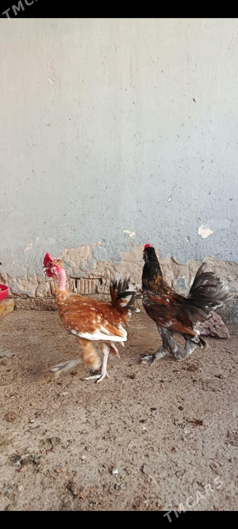 Karliklar - Änew - img 7