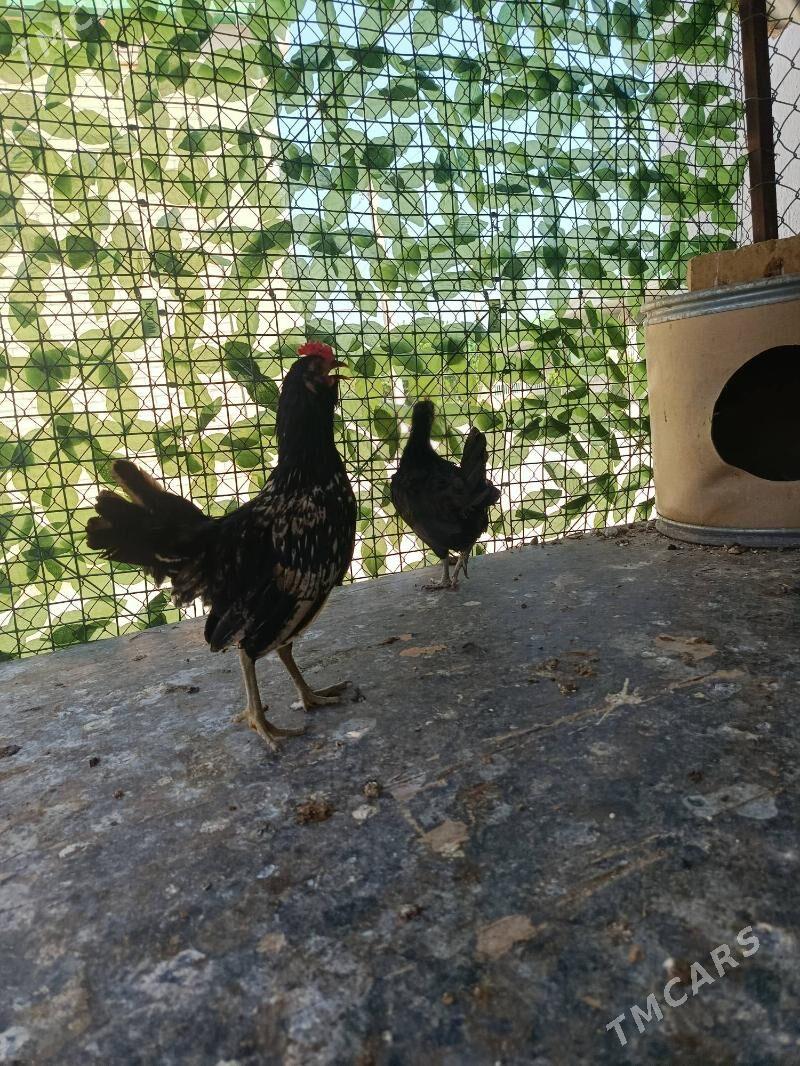 Karliklar - Änew - img 10