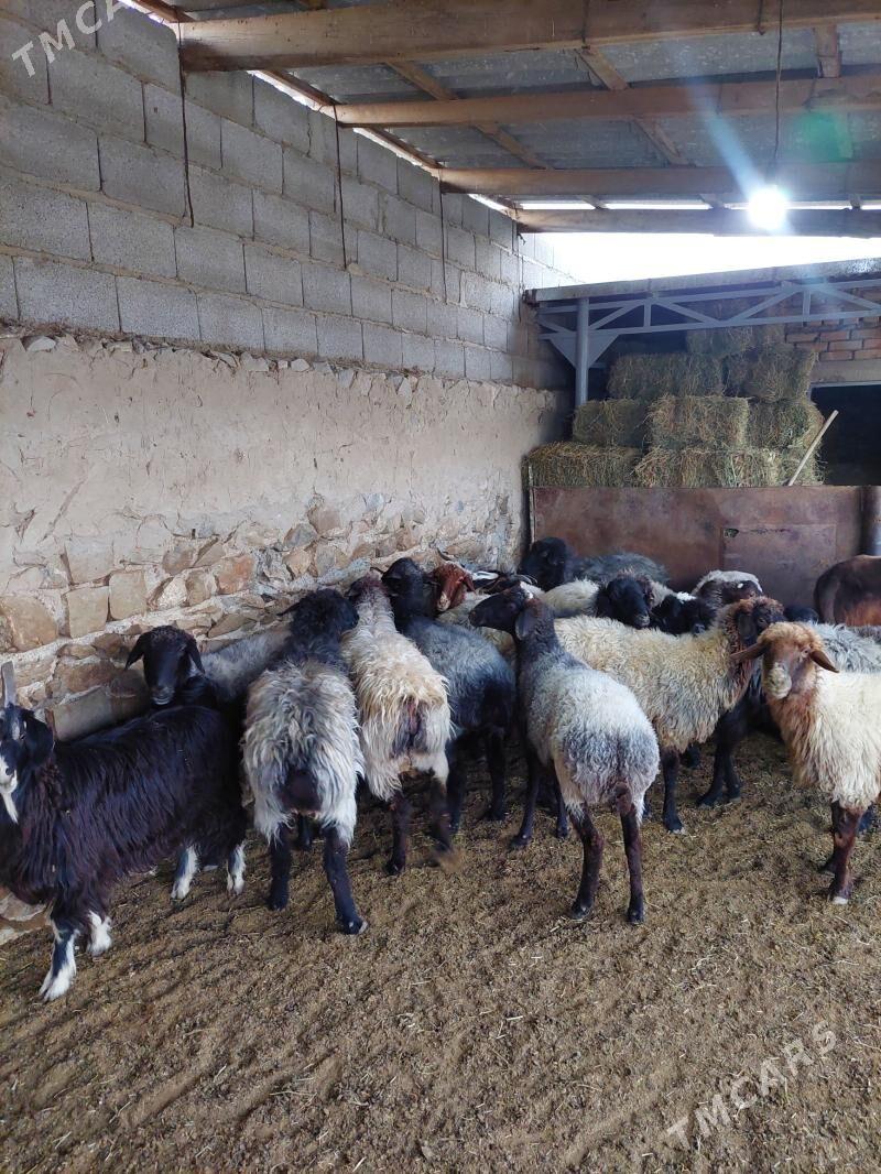 bakyly goyunlar işşekler - Бахарден - img 10