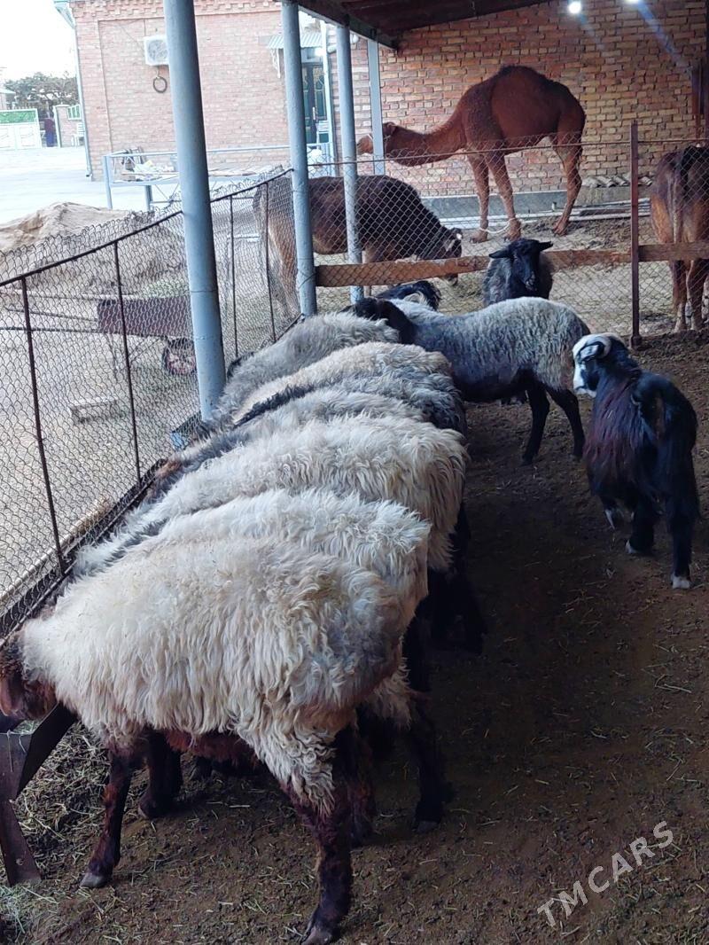 bakyly goyunlar işşekler - Бахарден - img 7