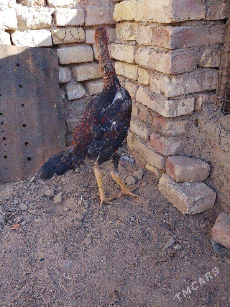 horaz - Baýramaly - img 2