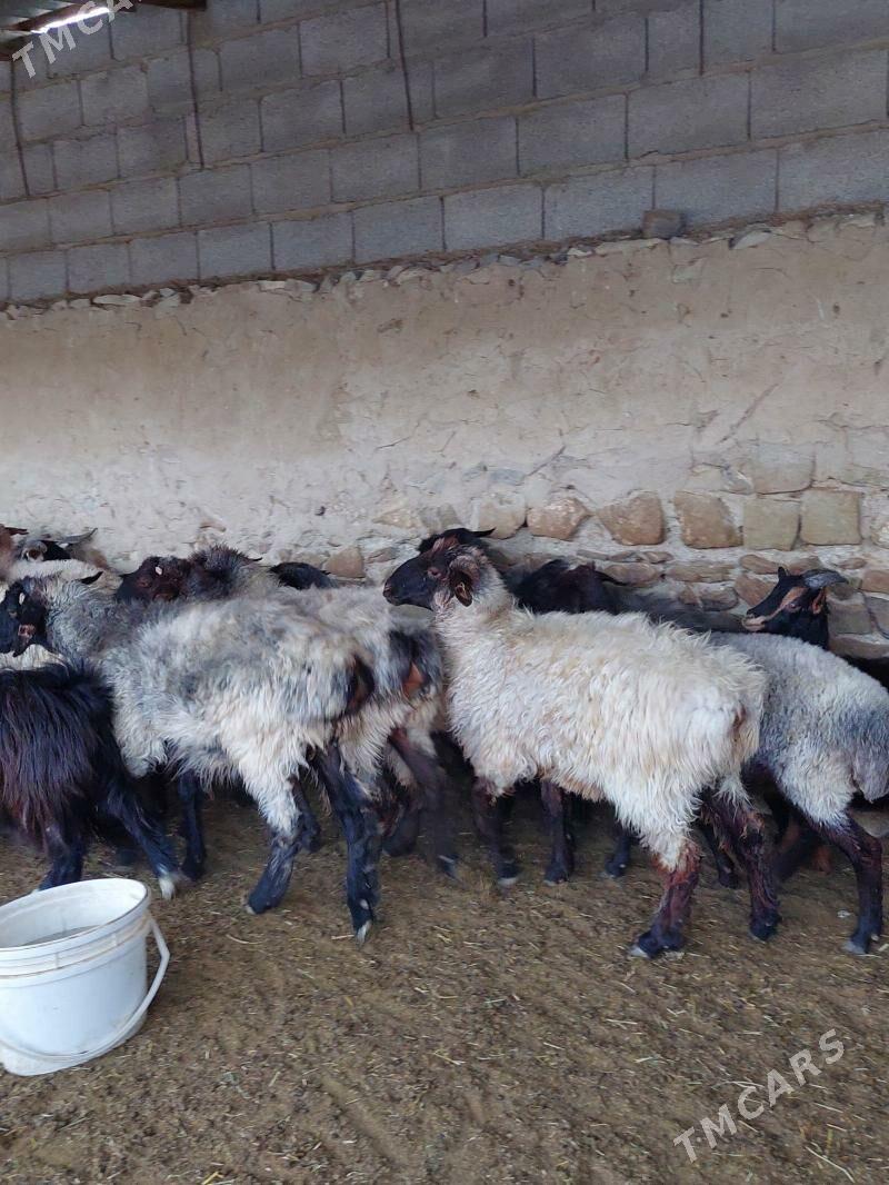 bakyly goyunlar işşekler - Бахарден - img 3