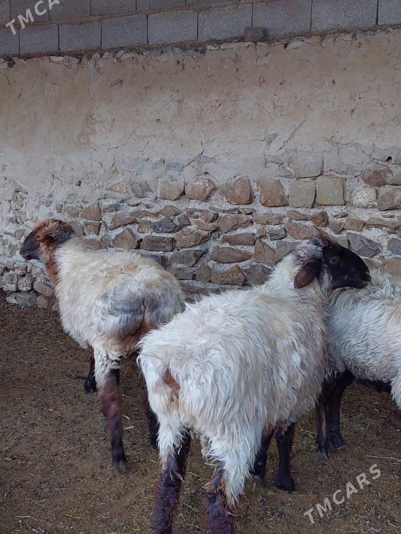 bakyly goyunlar işşekler - Бахарден - img 6