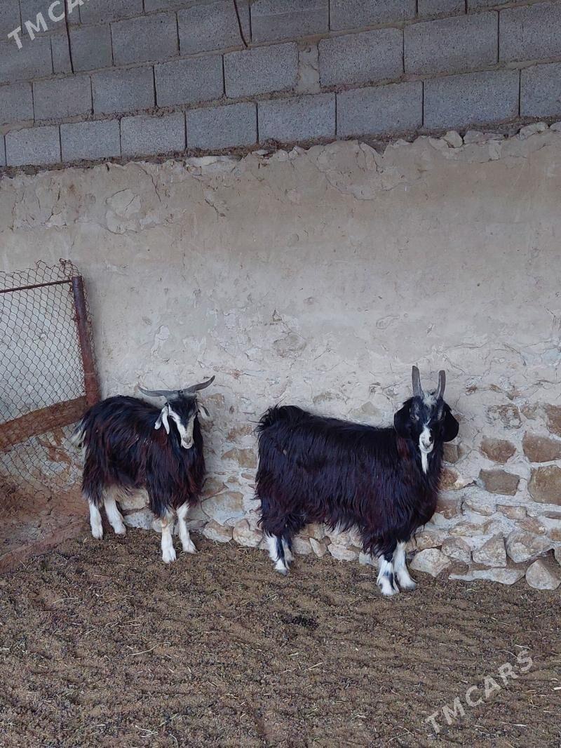 bakyly goyunlar işşekler - Бахарден - img 4