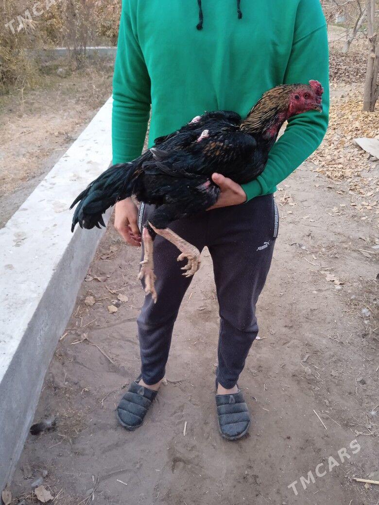 гара - Çärjew - img 5