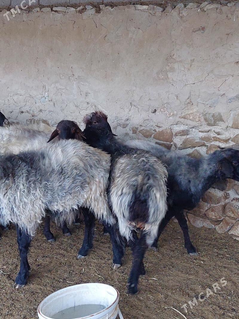 bakyly goyunlar işşekler - Бахарден - img 5