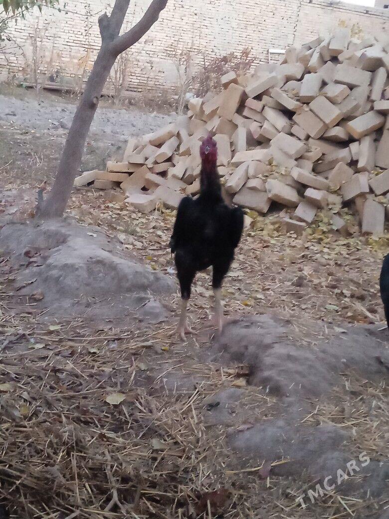 гара - Çärjew - img 2