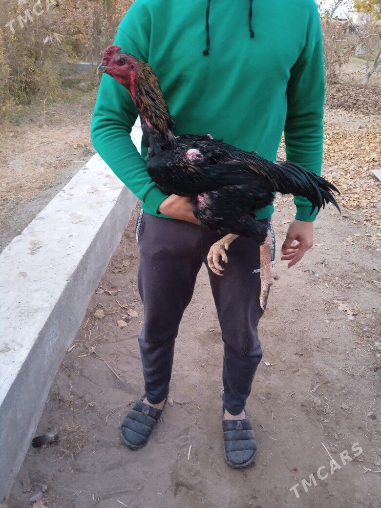 гара - Çärjew - img 4