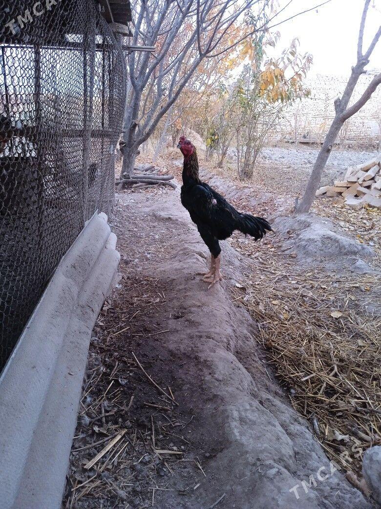 гара - Çärjew - img 3